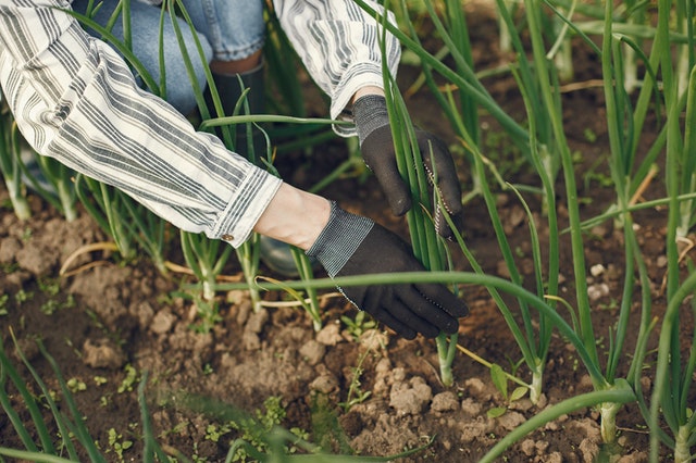 A farmer hands touching onion plants in a kitchen garden