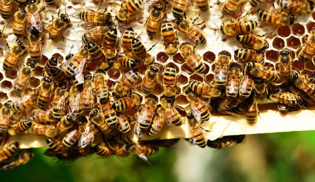 Which are the best honey bees to keep in Kenya?