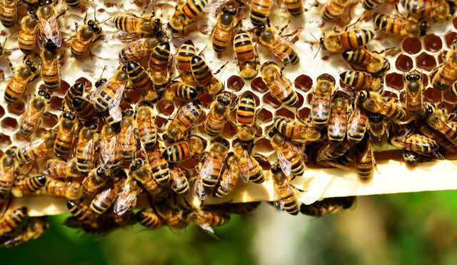 honeycomb-insect-bees-honey