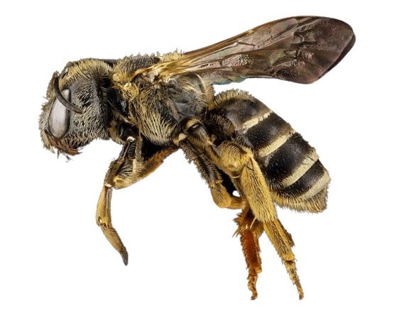 Which is the best honey bees breed in Kenya?