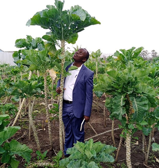 Which are the best Kale seed varieties in Kenya?