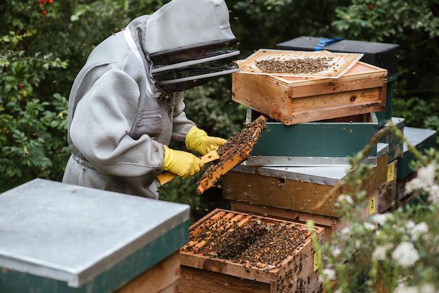 beekeeper-harvesting-honey-in-apiary