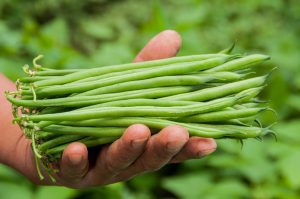 Farmer,Holds,In,His,Hand,Fresh,French,Beans