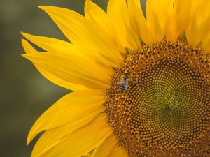 honey-bee-on-yellow-sunflower