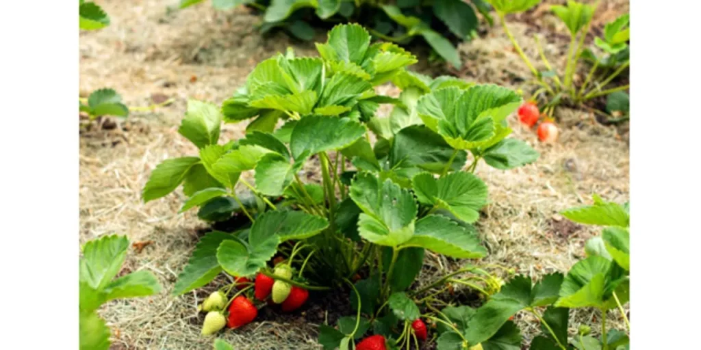 strawberry farming in Kenya