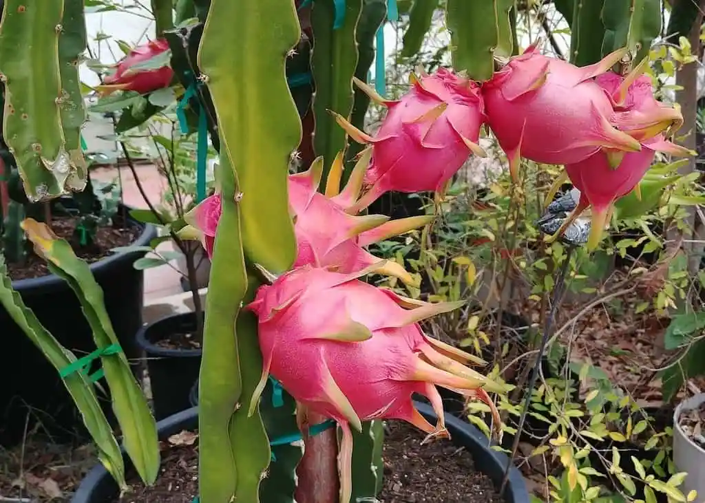 dragon fruit plant with some ripe pinl fruits