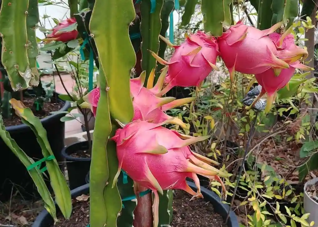 dragon fruit farming in Kenya