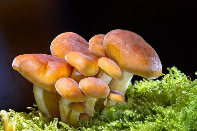 mushroom farming in Kenya