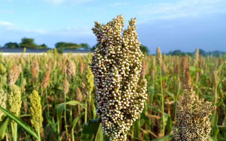 An ear of white sorghum seeds