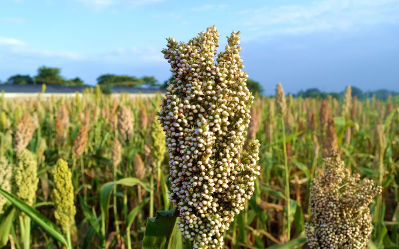 An ear of white sorghum seeds