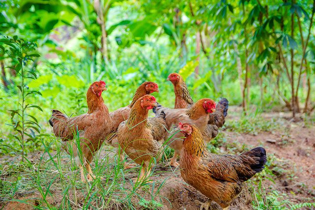 methods of chicken farming in Kenya