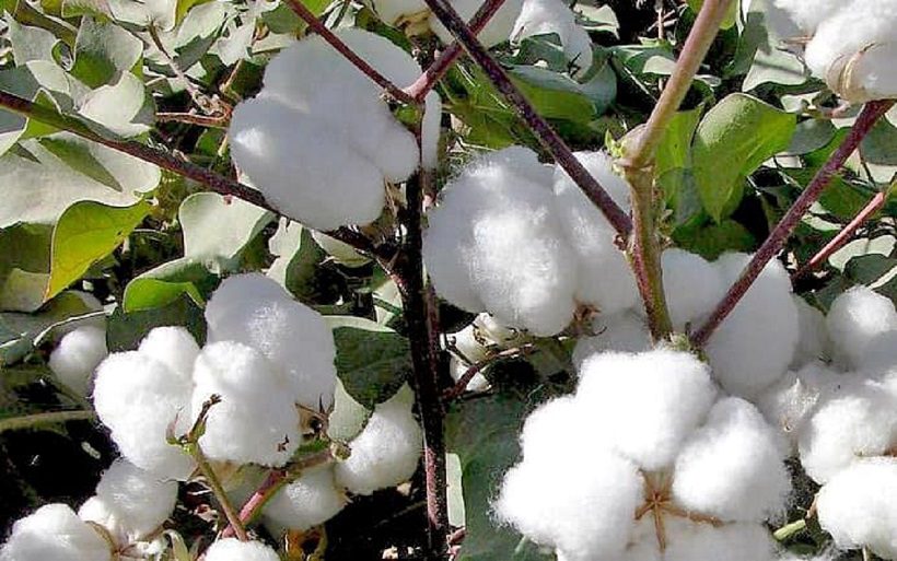 Which are the best cotton seeds in Kenya?  