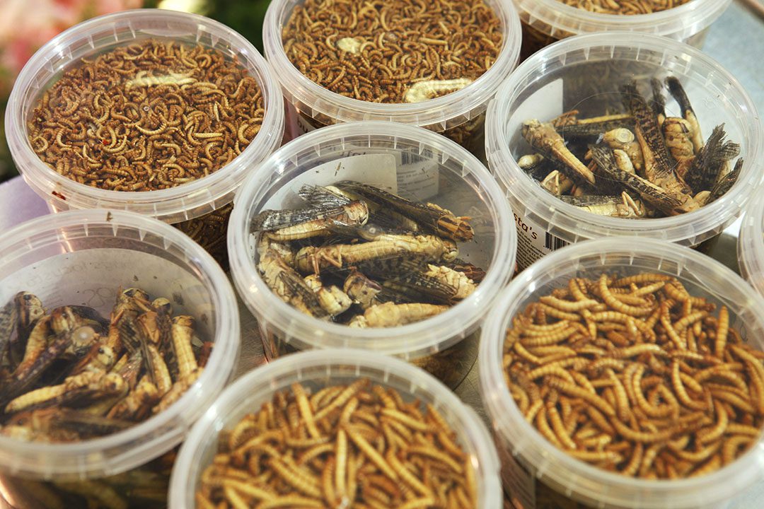 An assortment of profitable insects and worms