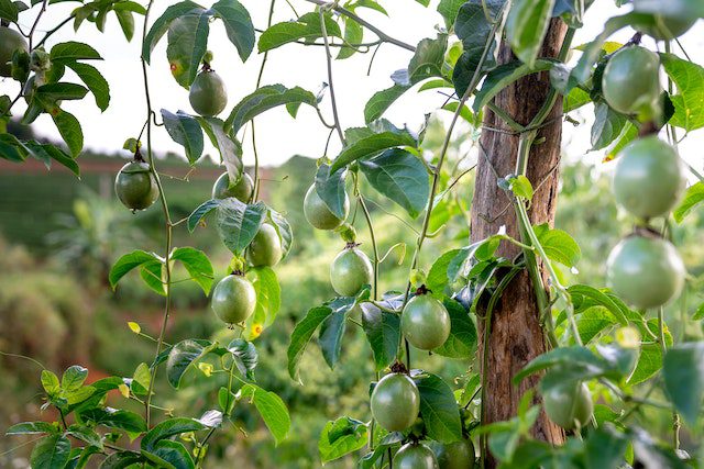 green-passion-fruits-hanging-on-tree