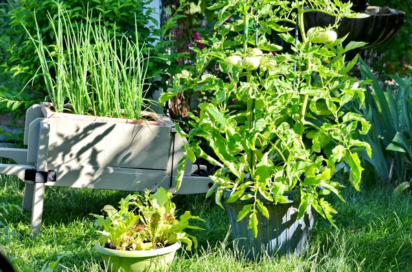 Foodscaping, Hidden Truths about Beautiful landscaping in Kenya