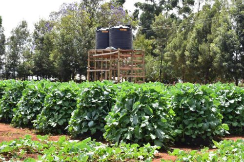 A multi-story kitchen garden