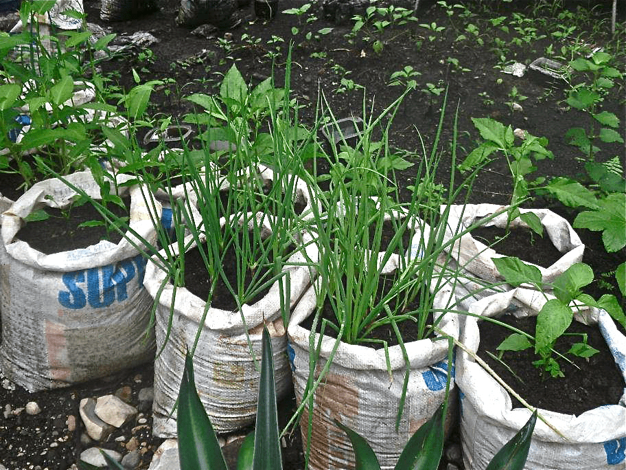 sack gardening