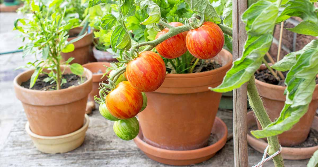 bucket gardening 