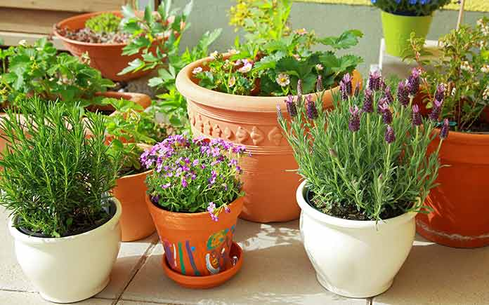 Which are the best containers for your home garden?