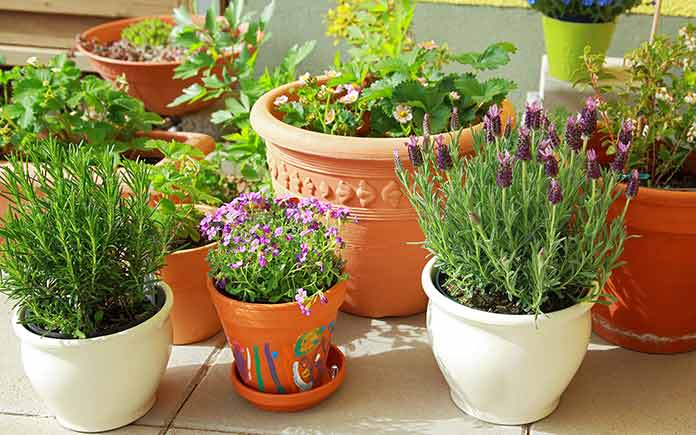 Various containers with herbs