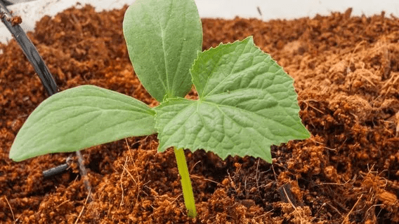 young plant growing on coco peat