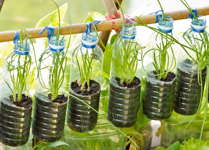Container garden using recycled water bottles