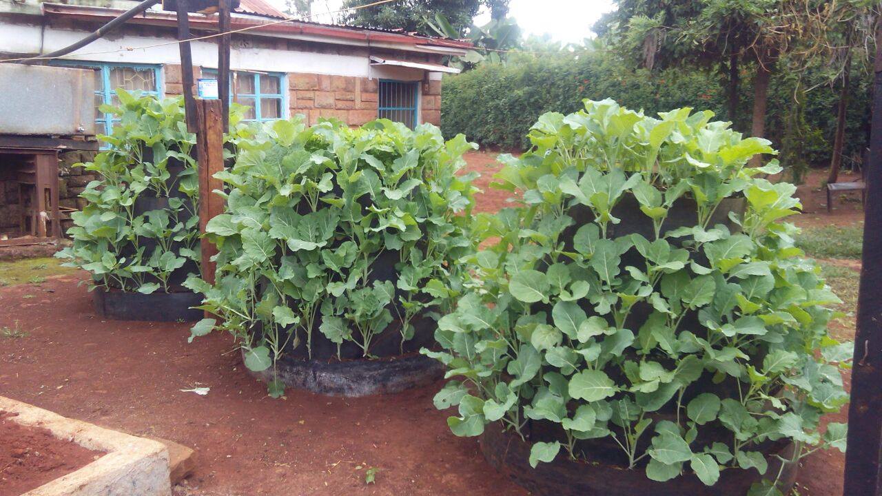 Sukuma wiki grown on a multi-storey kitchen garden