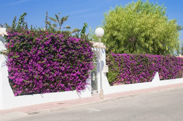 A hedge of Bougainvillea hedge on a wall for landscaping