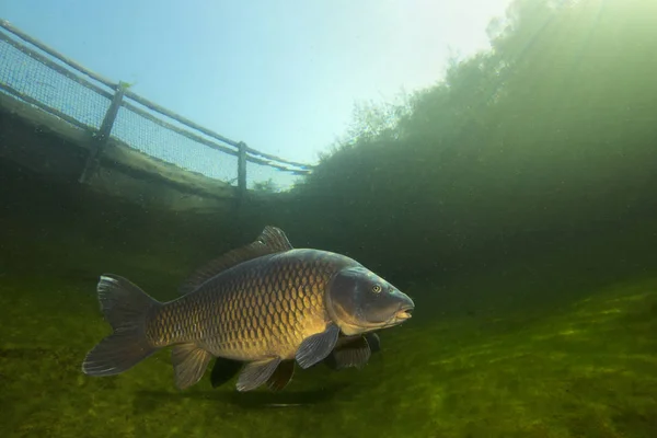 Freshwater fish carp (Cyprinus carpio) swimming in the beautiful clean pound. Underwater shot in the lake. Wild life animal. Carp in the nature habitat with nice background.
