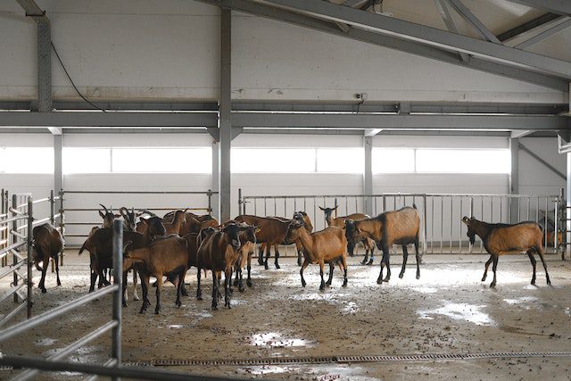 Is goat farming in Kenya profitable?