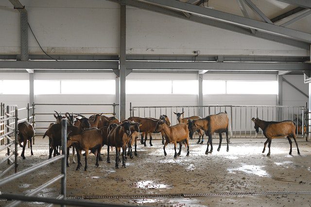 goats-in-a-barn-