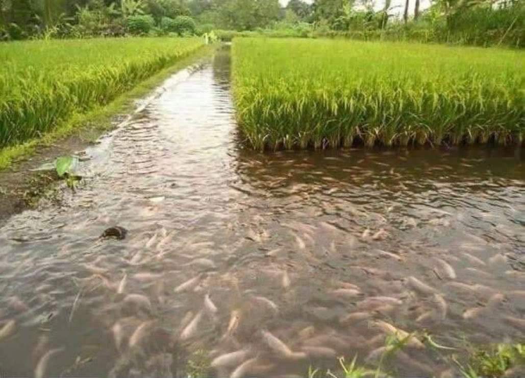 Fish growing on rice fields