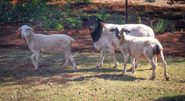 Which are the best sheep breeds in Kenya?