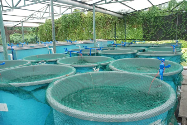 fish farming using tanks