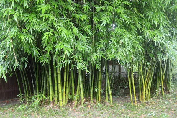 bamboo commercial tree farming