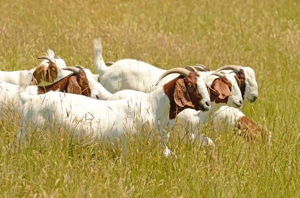 Boar meat goats grazing