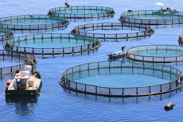 A modern fish farm using cages