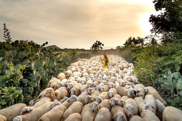 a herd of white sheep