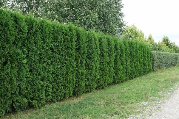 A fence of green coniferous ornamental trees outside in the grass