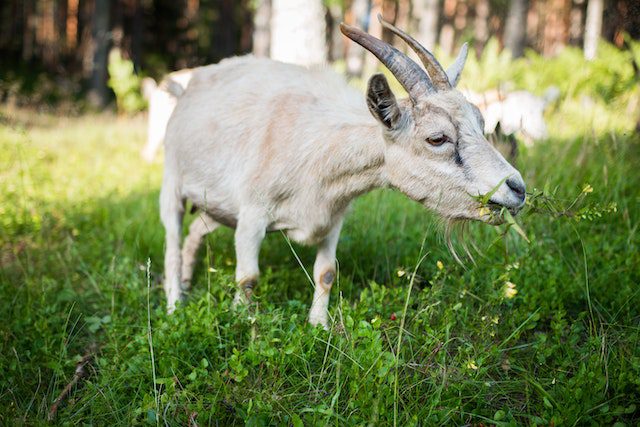 white-goat-eating-grass