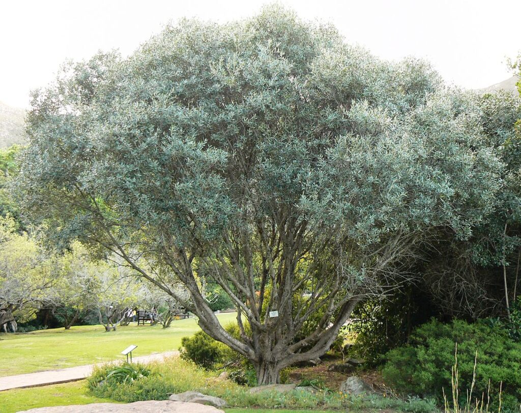 mũtamaiyũ-Olea africana (African olive or wild olive tree) 