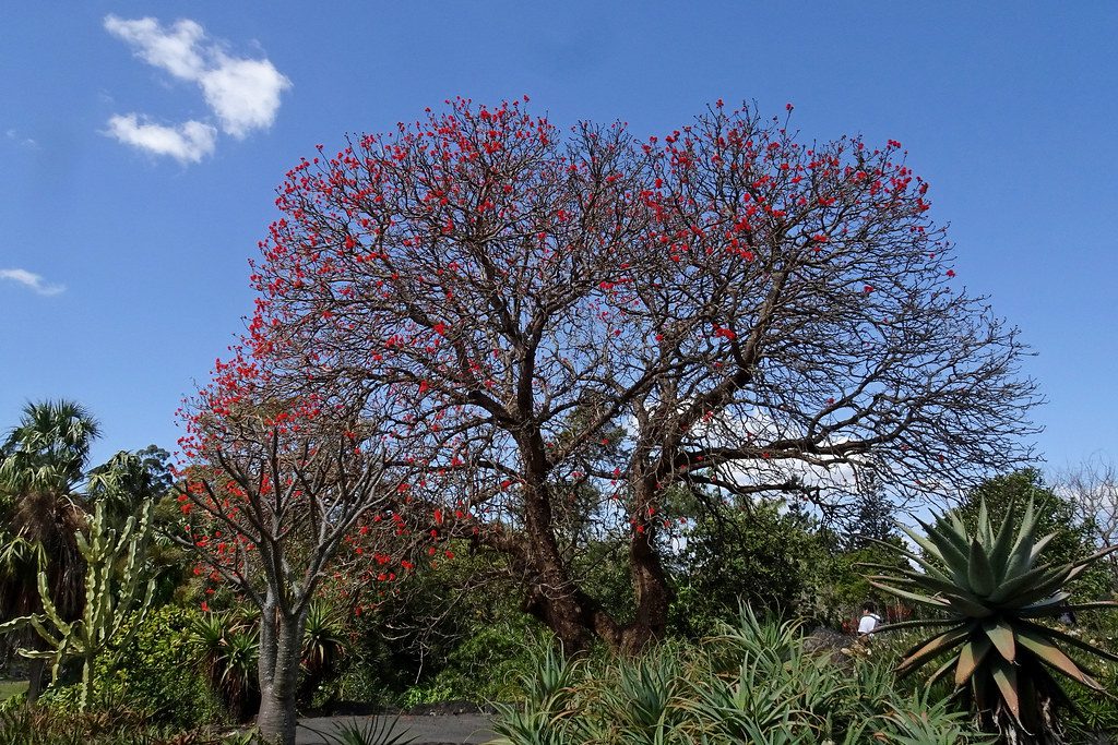 Erythrina abyssinica - Red Hot Poker tree among other ornamental plants for dry  areas such as sisal and cactus