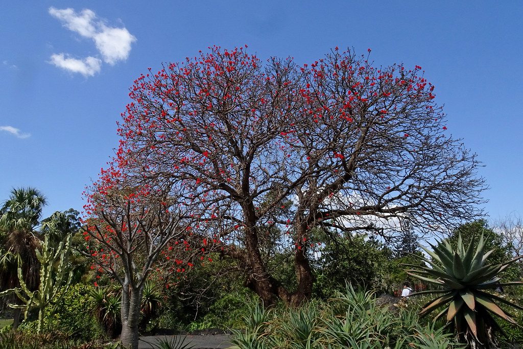 Erythrina abyssinica - Red Hot Poker tree among other ornamental plants for dry areas such as sisal and cactus