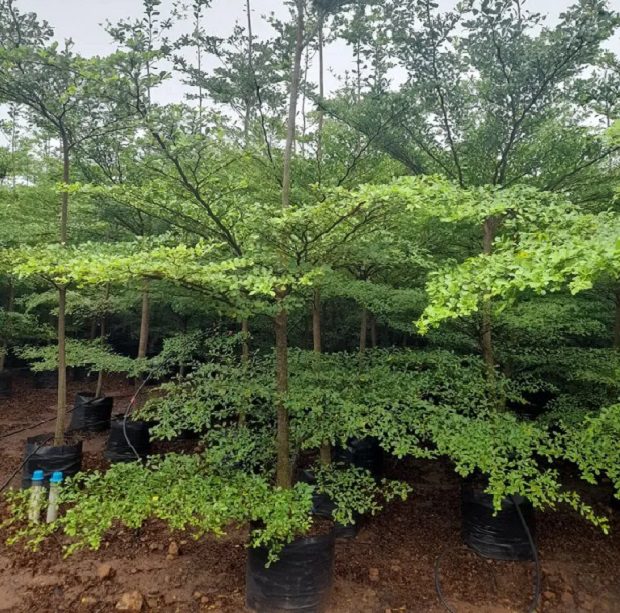 Terminalia mantaly umbrella trees for sale