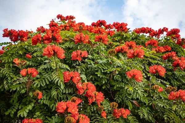 African Tulip Tree blooming reddish-orange campanulate flowers