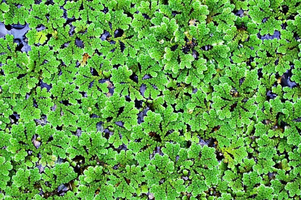 Azolla Farming in Kenya: How to make more money and yields