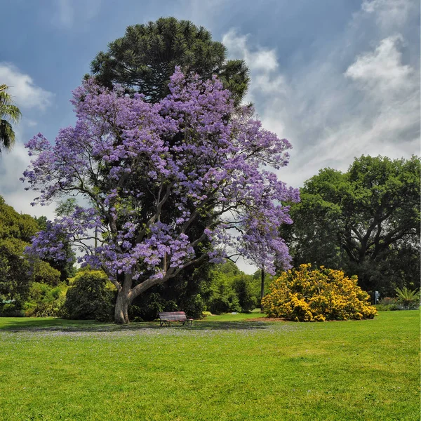 Jacaranda & other ornamental tress on a park