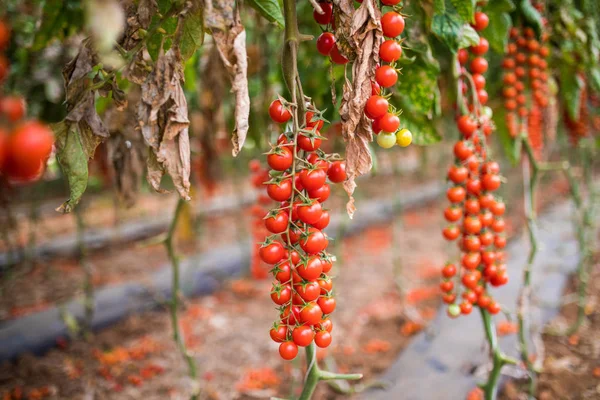 A brancg of cherry tomatoes growing in a greenhouse