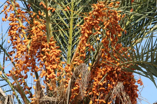 Ripe date palm fruits
