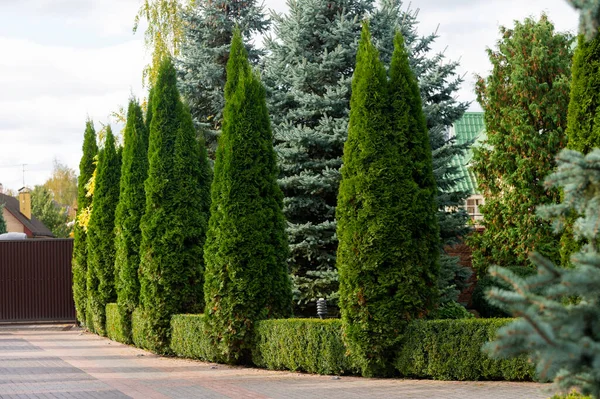 Pine Trees in Kenya